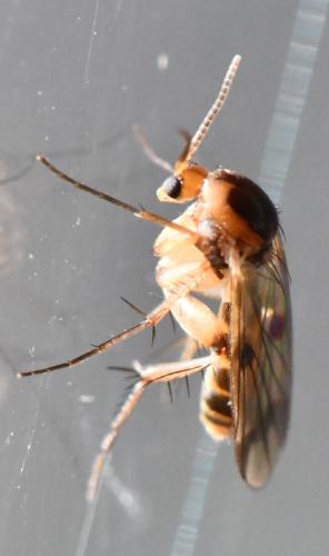 Réf. 295 761 : Mycetophila sp.